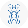 Grangemouth Wasp Nest Removal